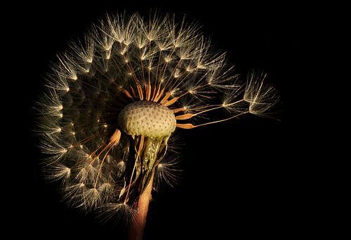 Pluizenbol van een Paardenbloem