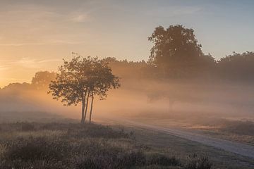 Sunrise on the Westerheide 2 by Jeroen de Jongh