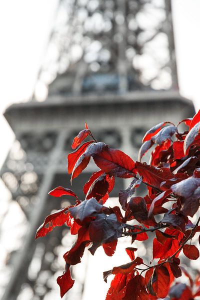 Red leaves Eiffel Tower by Dennis van de Water