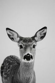 Reh von Poster Art Shop