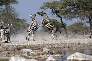2 Vechtende zebra's van Ivette van Zeijl
