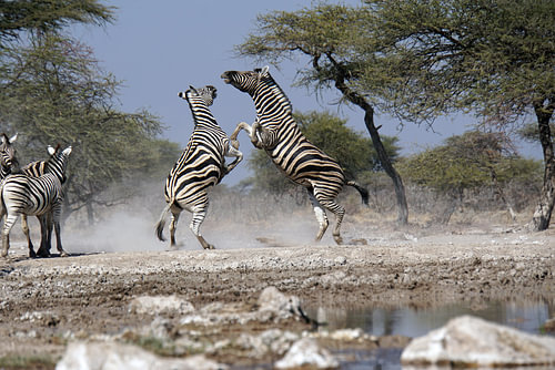 Fighting zebras