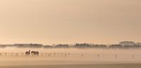 Panoramic photo horses in the meadow in morning light