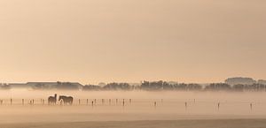 Photo panoramique de chevaux dans la prairie à la lumière du matin