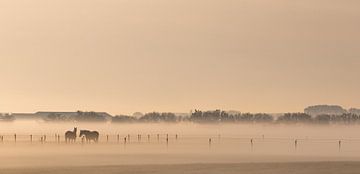 Panoramafoto paarden in de wei bij ochtendlicht