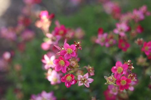 Bloemen in zonlicht