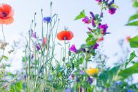 Wilde Sommerblumen auf einem Feld bei Gewande 12