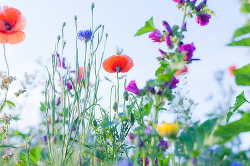 Wilde Bloemen Foto Canvas – Klaproos Zomerbloemen Wanddecoratie 12