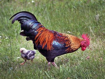 De haan en t kippetje / The Rooster and the chick van Harrie Muis
