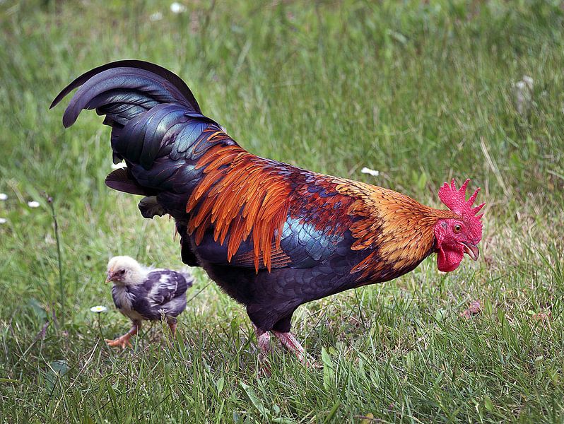 De haan en t kippetje / The Rooster and the chick par Harrie Muis