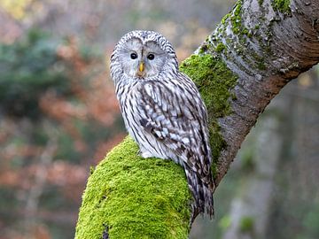Ural owl on a tree by Teresa Bauer