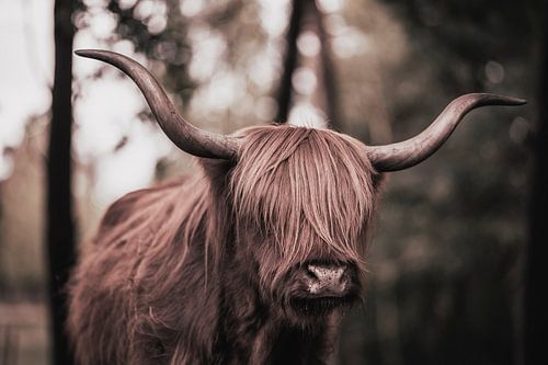 Schotse Hooglander