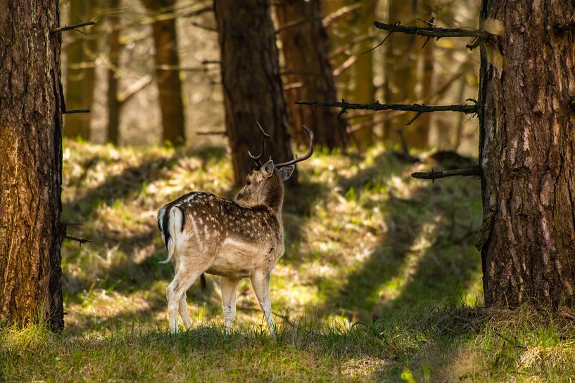 Deer in Nature by Brian Morgan