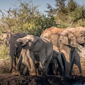 Ready for the mud bath? by Robert Kok