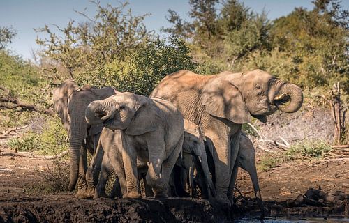 Ready for the mud bath? by Robert Kok