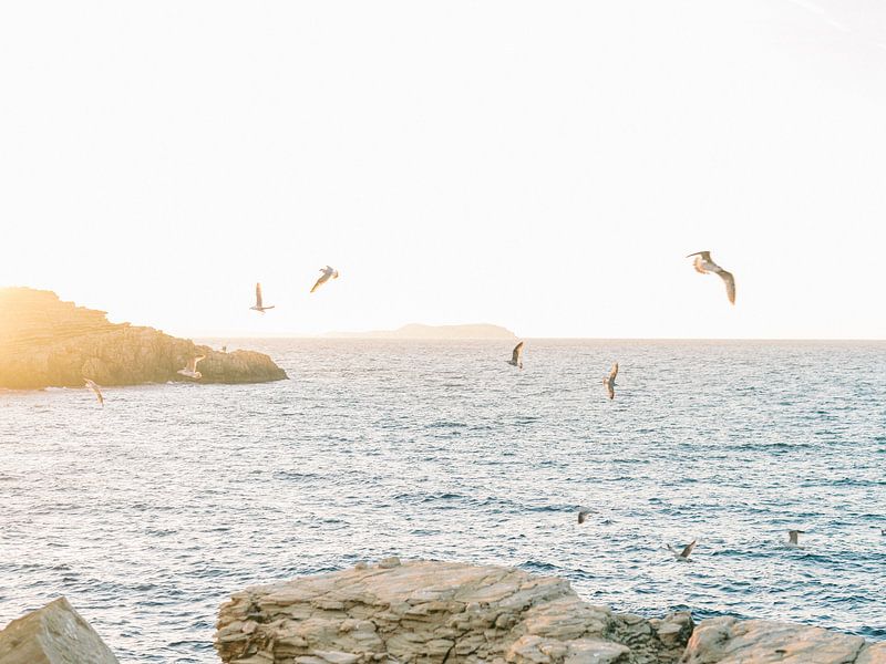 Seemöwen bei Sonnenuntergang auf Ibiza von Youri Claessens