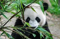 Panda bear eating bamboo by Chi thumbnail