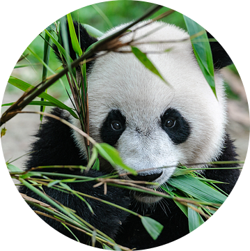 Panda beer eet bamboo in groene natuur van Chihong