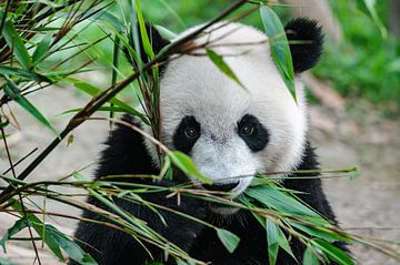 Panda beer eet bamboo van Chihong
