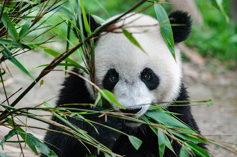 Middellandse Zee Onderhoud Worden Panda beer eet bamboo in groene natuur van Chihong op canvas, behang en meer