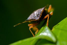 Wants sur Ronald van Emmerik