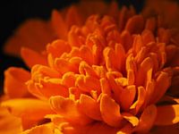 Afrikaantje bloem