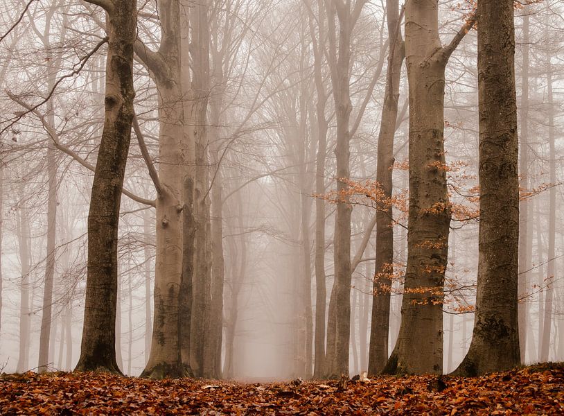Foggy morning in December by Marloes ten Brinke