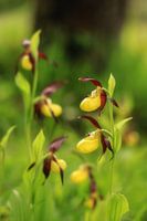 Yellow lady's slipper - Cypripedium calceolus