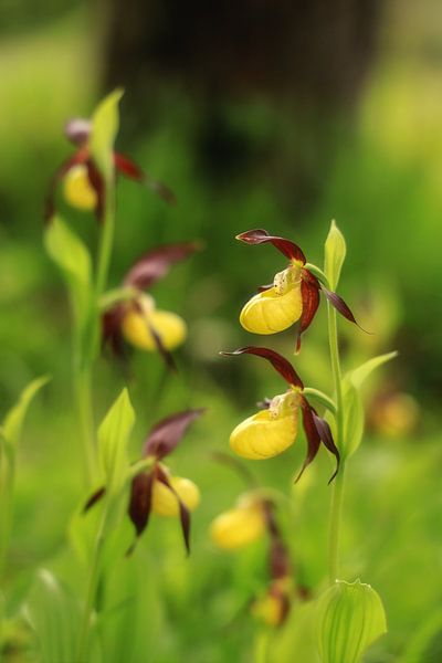Yellow lady's slipper - Cypripedium calceolus by BlattArt - Christine Horn
