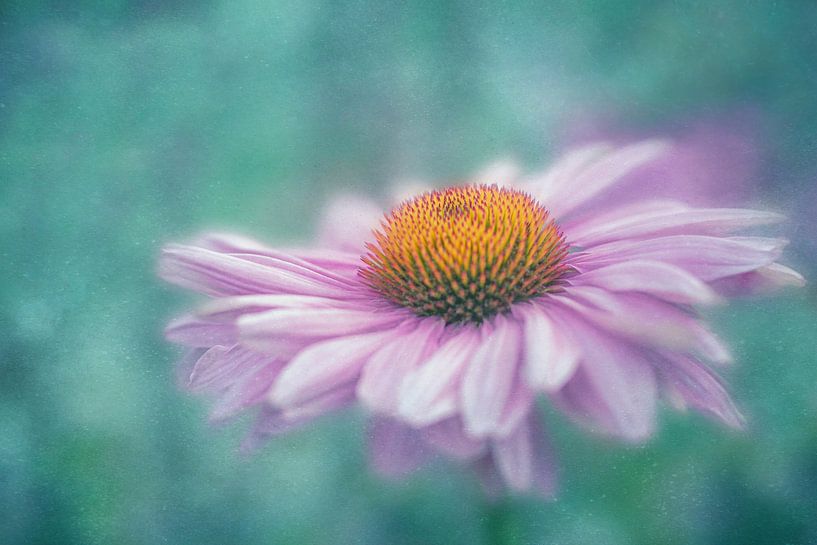 Pink Swirl by The Art Of Vili