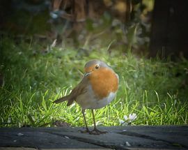 Roodborstje kijkt verlegen in de camera