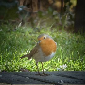 Roodborstje kijkt verlegen in de camera van G-spot of nature