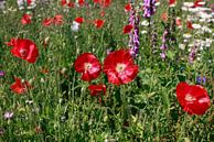 Mohn, Gänseblümchen und Fingerhut in einer bunten Mischung vor strahlend blauem Himmel von Ans van Heck Miniaturansicht