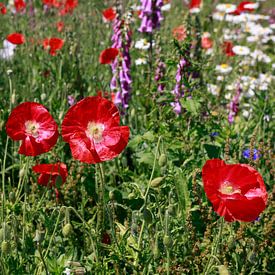 Klaprozen in een veld met andere wilde bloemen van Ans van Heck
