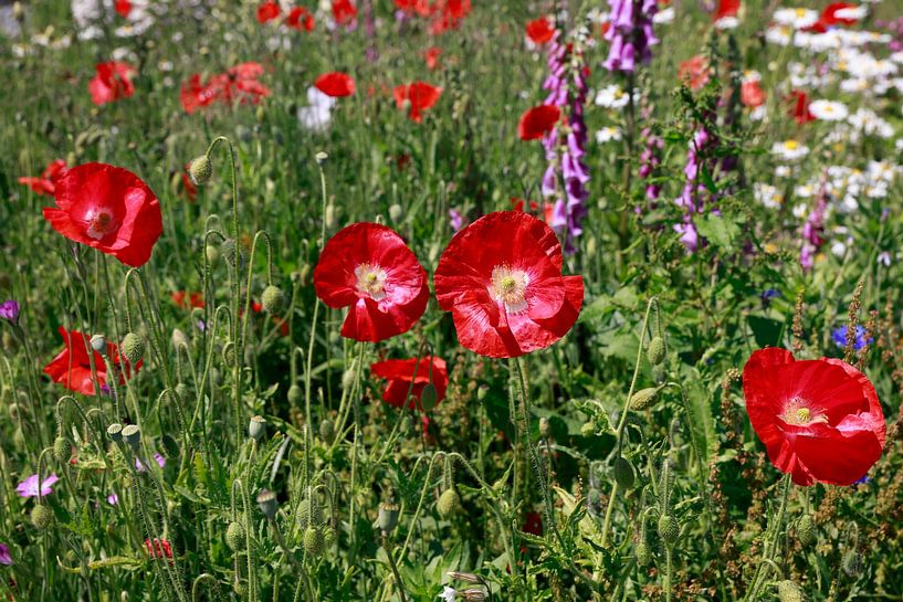 Mohn, Gänseblümchen und Fingerhut in einer bunten Mischung vor strahlend blauem Himmel von Ans van Heck