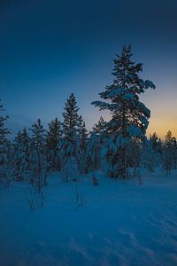 Forests Finland