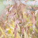 grasses in autumn by Manon Visser thumbnail