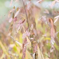 grasses in autumn