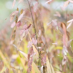 grassen in de herfst van Manon Visser