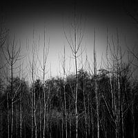 The mystery of the forest in winter