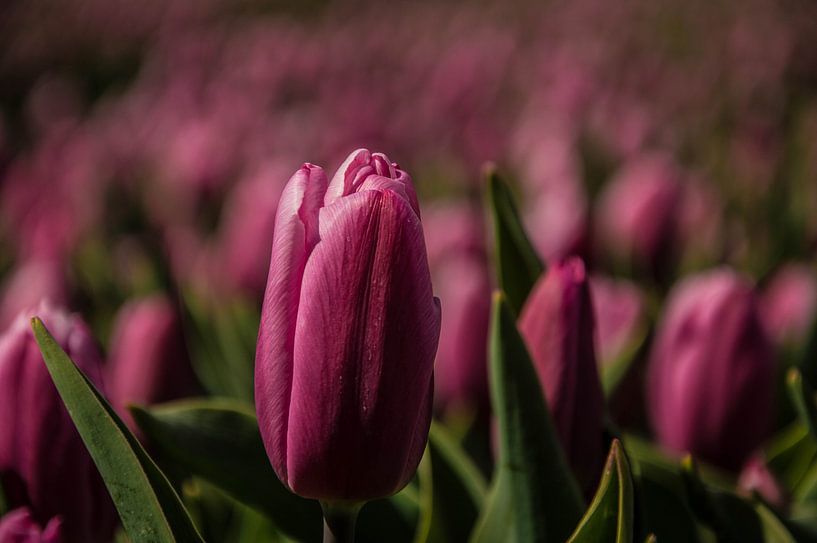 Tulips in the field by Robert Snoek