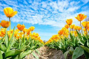 Gele tulpen bloeien in een veld in de lente van Sjoerd van der Wal Fotografie