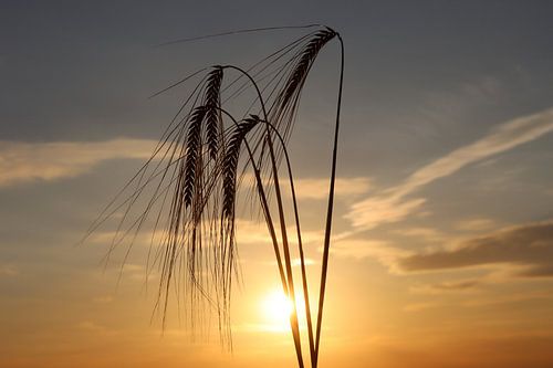 Getreideähren in der Abendsonne