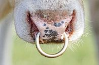 Stier by Wybrich Warns thumbnail
