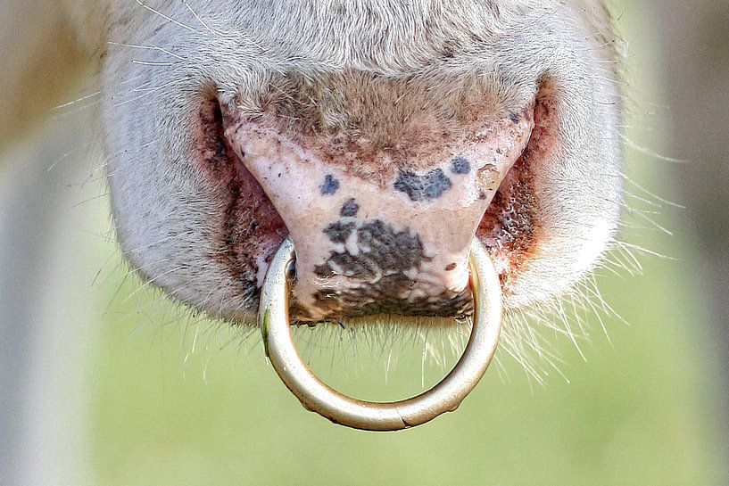 Stier by Wybrich Warns