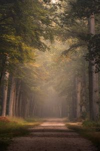 Photographie de la forêt "La forêt ancienne