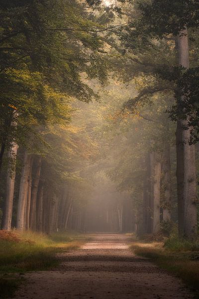 Forest photography &quot;the ancient forest&quot; by Björn van den Berg