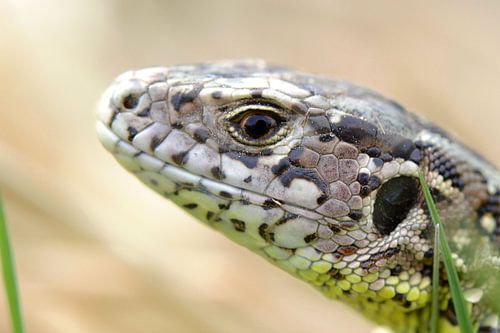 Zandhagedis