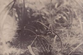 Wiese _ 02 von Johannes Wobus