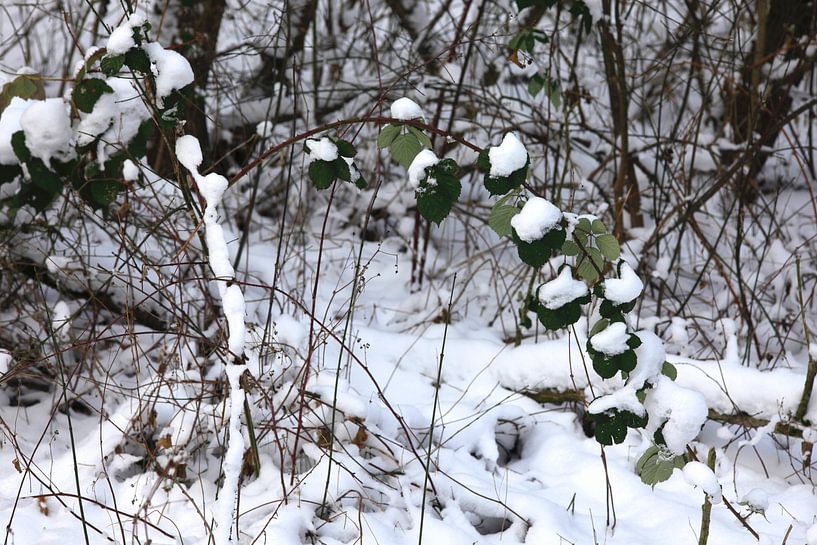 Wintertime by Thomas Jäger